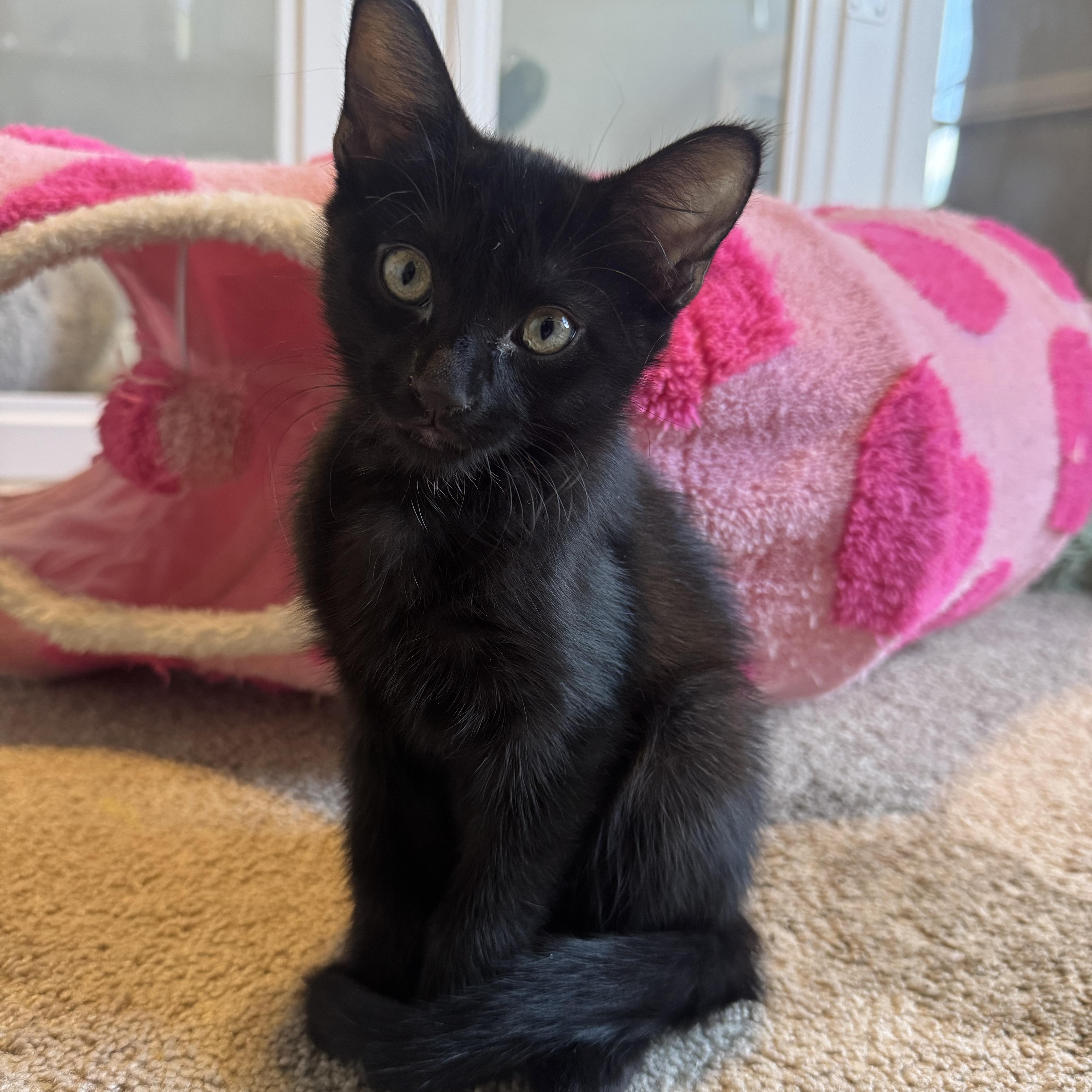 A baby medium-sized female Gray / Blue / Silver Domestic Short Hair cat named Bunny for adoption in Murfreesboro, TN