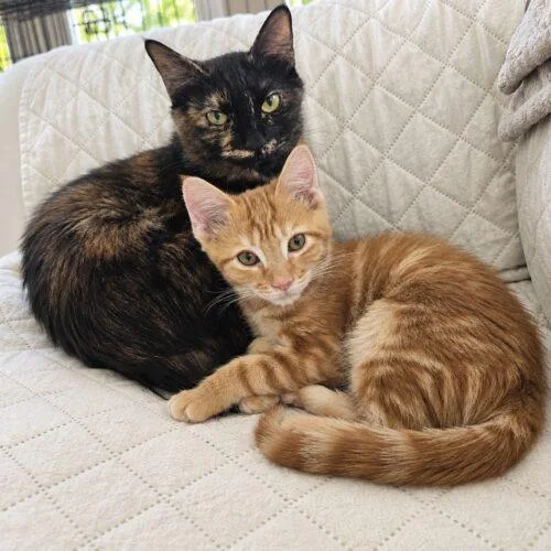 A young small-sized female Tortoiseshell Domestic Short Hair cat named Rizzo for adoption in Tampa, FL