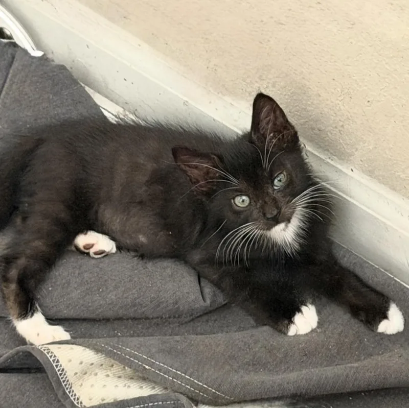 A baby medium-sized male Black & White / Tuxedo Domestic Short Hair cat named Bugs for adoption in jacksonville, FL