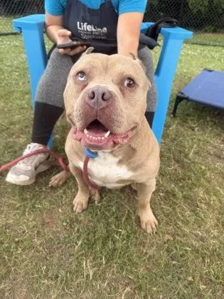 An adult large-sized male Mixed Breed dog named Desmo for adoption in Chamblee, GA