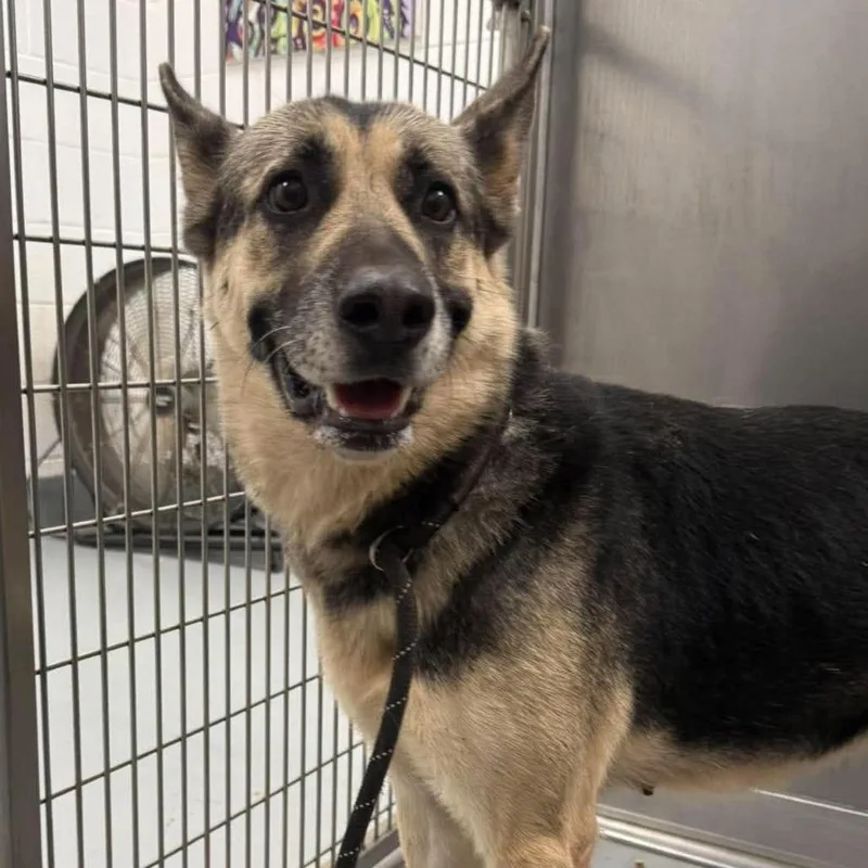 An adult medium-sized female Shepherd dog named Mischief for adoption in Rocky Mount, VA