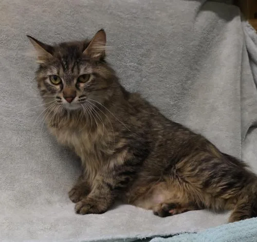 An adult medium-sized female Domestic Medium Hair cat named Lala for adoption in Thief River Falls, MN