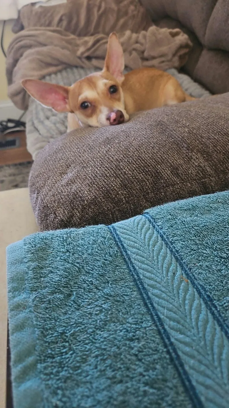 A baby small-sized male Chihuahua dog named Chino for adoption in Sanford, NC