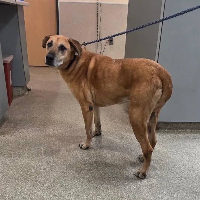 A senior large-sized female Yellow / Tan / Blond / Fawn Mixed Breed dog named Mack for adoption in Jacksonville, FL