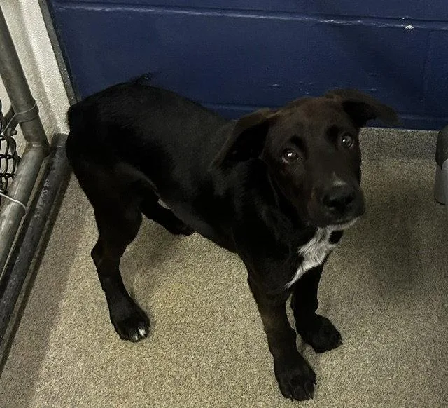A young medium-sized male Labrador Retriever dog named Blaze Months for adoption in Sterling, MA