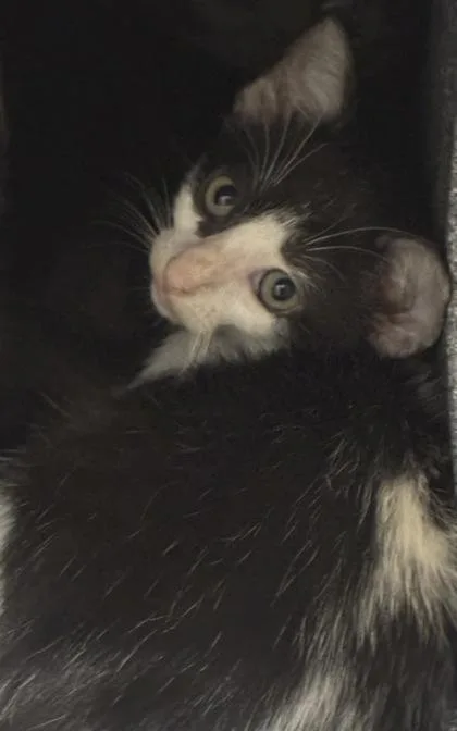 A young medium-sized female Black Domestic Short Hair cat named Artemis for adoption in Converse, TX