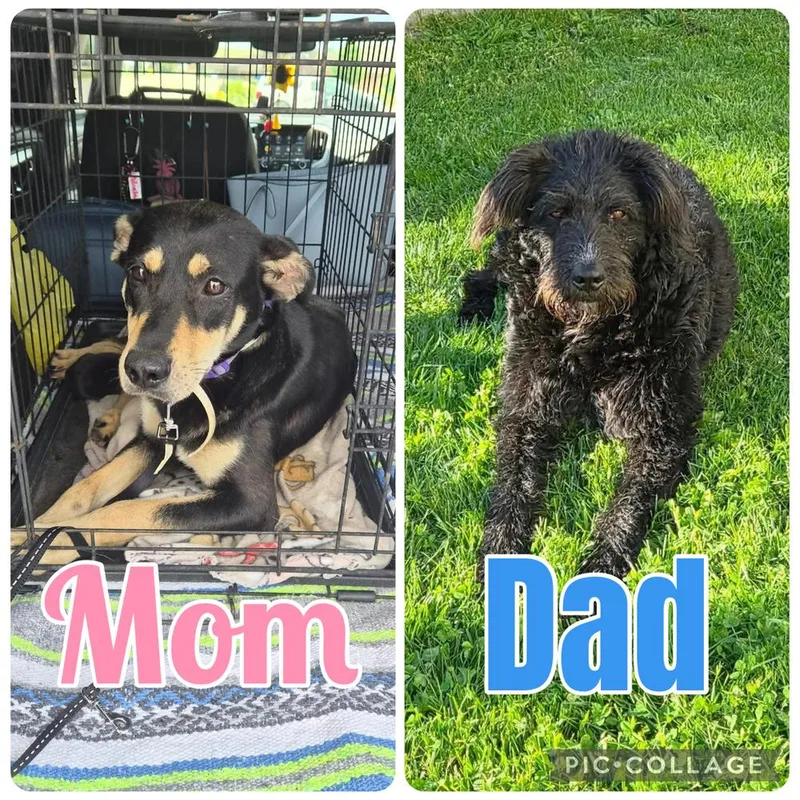 A baby large-sized male Brown / Chocolate Hound dog named Cheeseburger for adoption in Irwin, PA