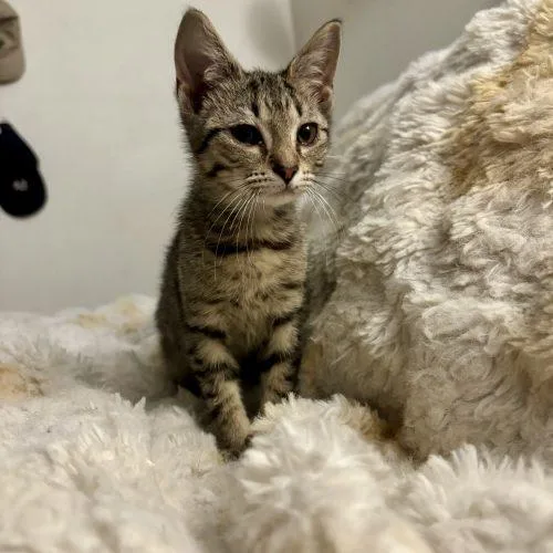 A baby small-sized male Tabby (Brown / Chocolate) Domestic Short Hair cat named Ciggy for adoption in Sanford, NC