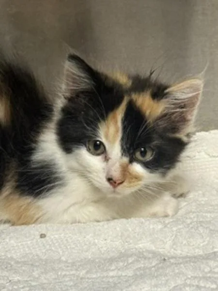 A baby small-sized female Domestic Medium Hair cat named Wren for adoption in Healdsburg, CA