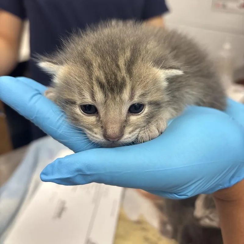 A baby small-sized male Gray / Blue / Silver Domestic Short Hair cat named Rummikub for adoption in West Palm Beach, FL