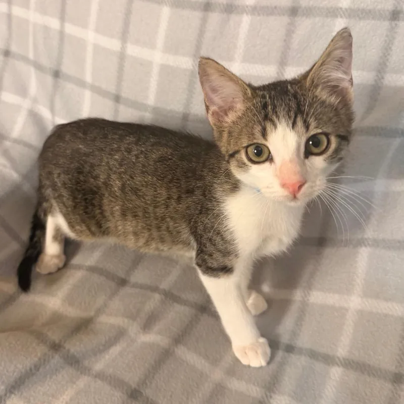 A baby small-sized male Brown / Chocolate Domestic Short Hair cat named Marlin for adoption in Flower Mound, TX