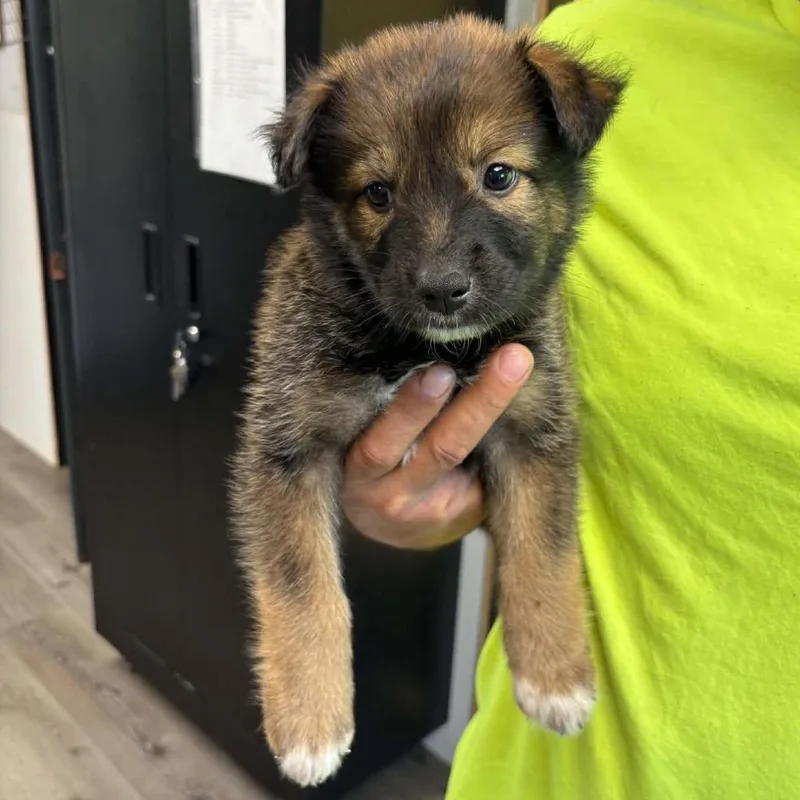 A baby small-sized female Brown / Chocolate Australian Shepherd dog named Tiana for adoption in Gordonsville, TN