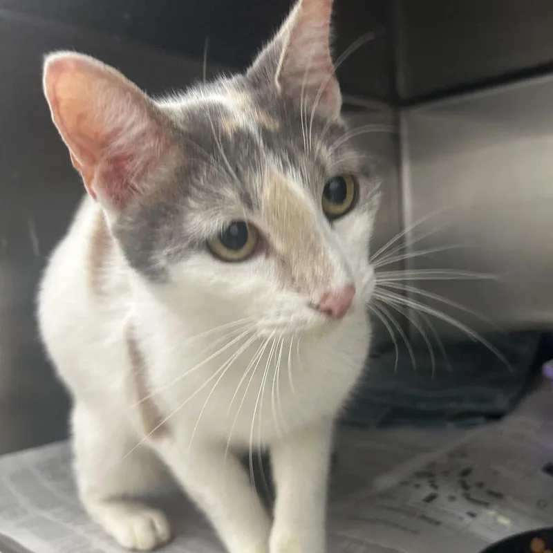 An adult medium-sized female Calico Domestic Short Hair cat named Fergie for adoption in Auburn, AL