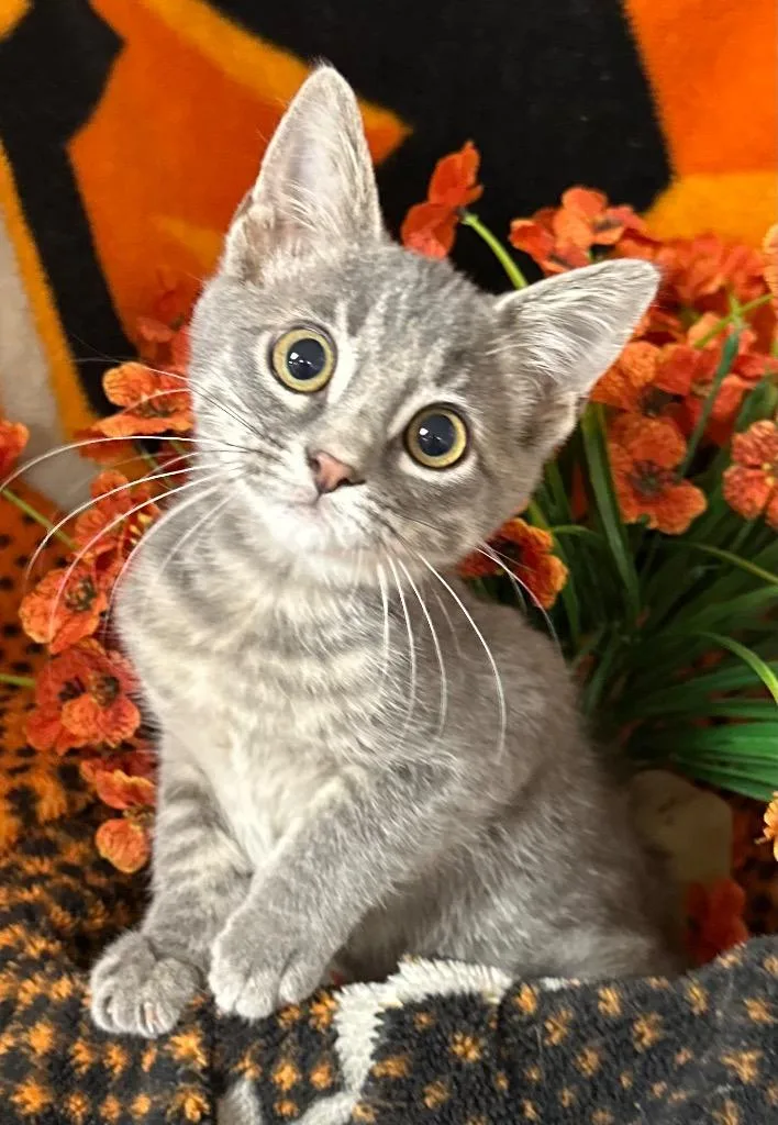 A baby small-sized female Domestic Short Hair cat named Chia for adoption in Stillwater, OK