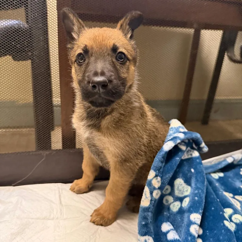 A baby large-sized female German Shepherd Dog dog named Beans for adoption in Mount Shasta, CA