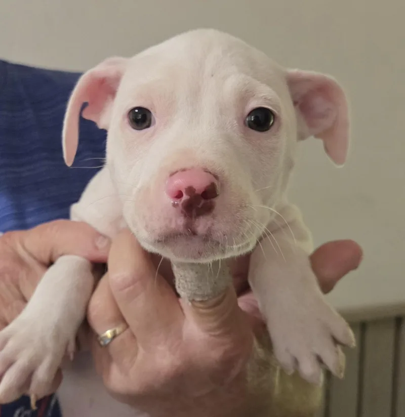 A baby medium-sized male White / Cream Mixed Breed dog named Summit for adoption in Gainesville, FL