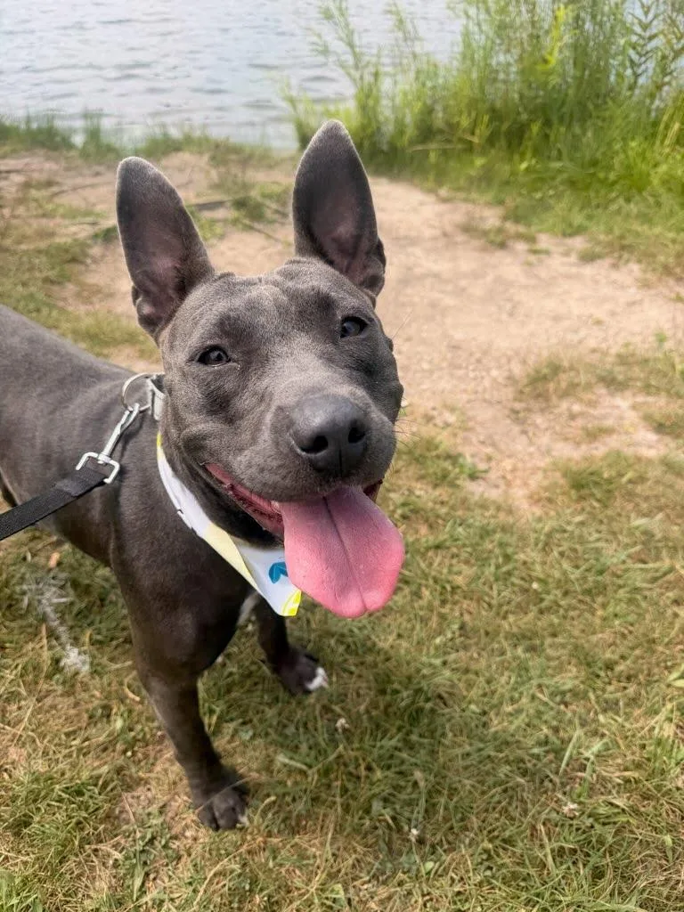 A young medium-sized female Black Pit Bull Terrier dog named Ursula for adoption in Oswego, IL