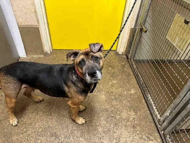 An adult medium-sized female Terrier dog named Lettie for adoption in Bonita, CA
