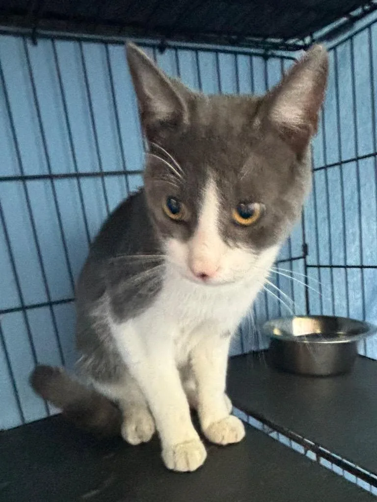 A young medium-sized male Domestic Short Hair cat named Toaster for adoption in Hartford City, IN