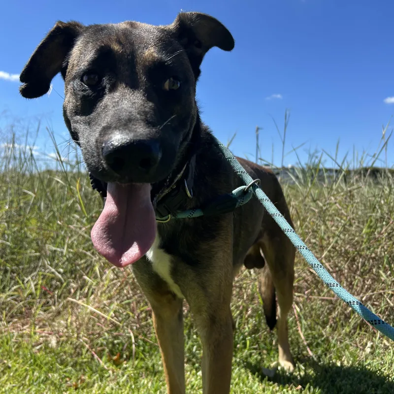 An adult large-sized male Belgian Shepherd / Laekenois dog named Raider for adoption in Pearland, TX