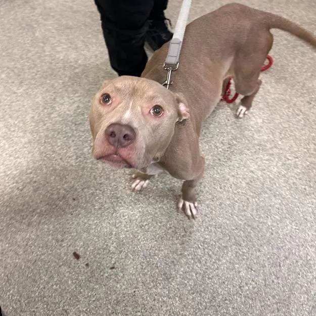 An adult medium-sized female Yellow / Tan / Blond / Fawn Mixed Breed dog named Mila for adoption in Jacksonville, FL