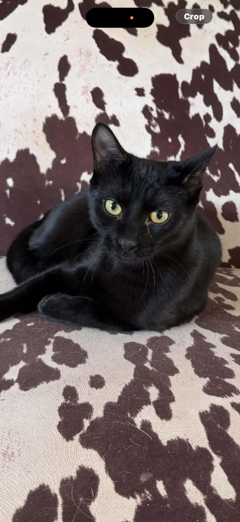 A baby medium-sized male Black American Shorthair cat named Felix for adoption in Brunswick, ME
