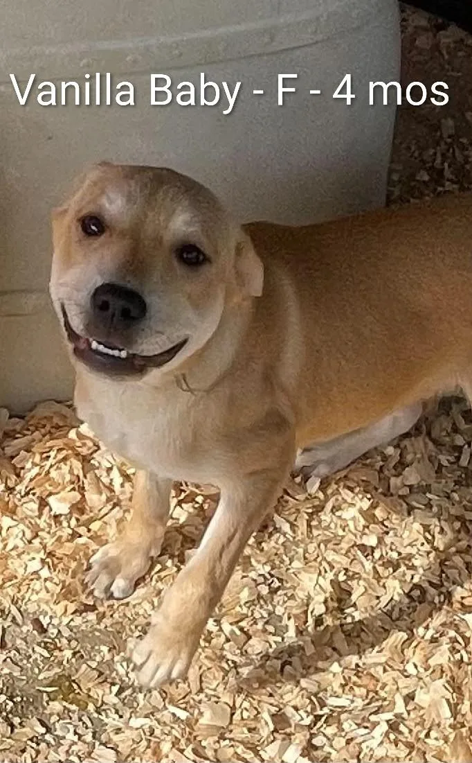 Vanilla Baby