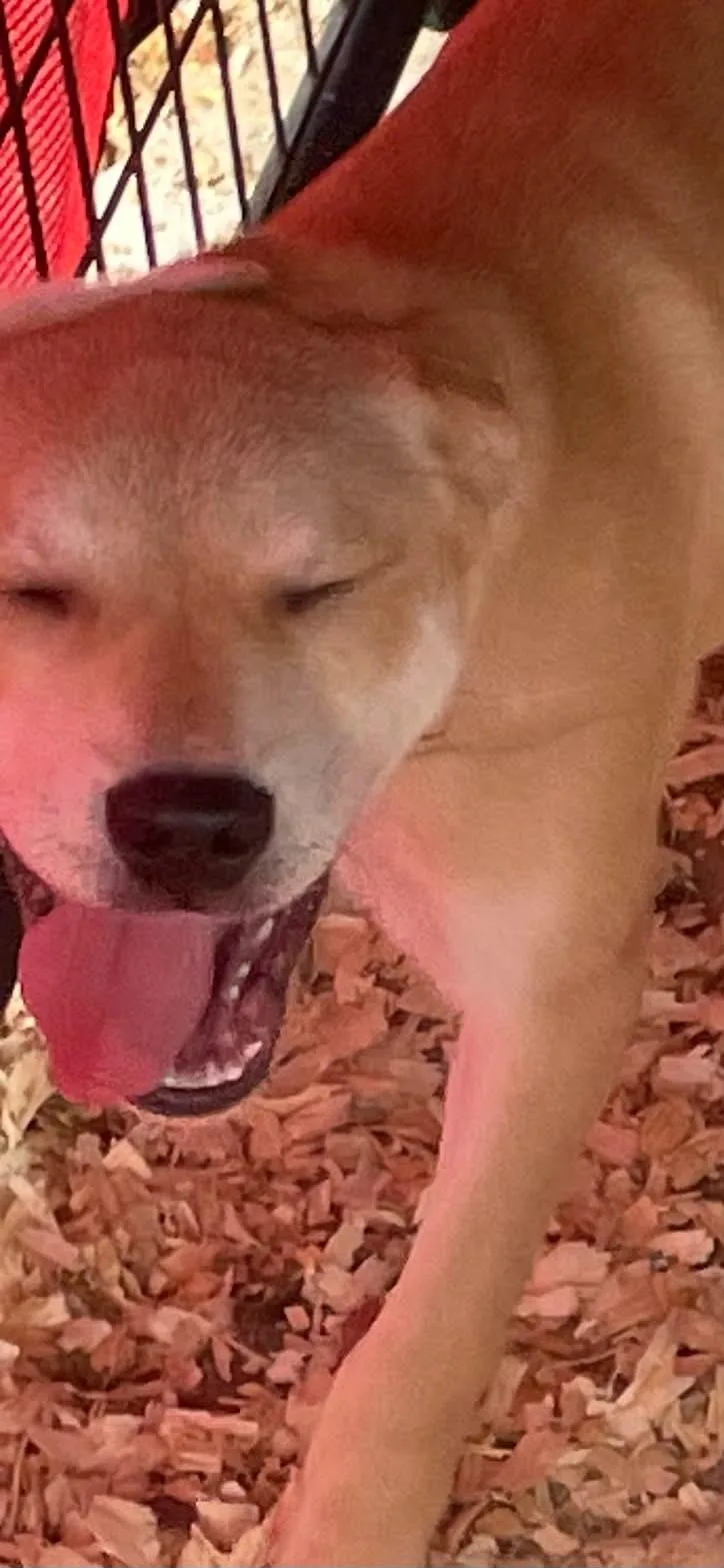 Vanilla Baby thumbnail 2