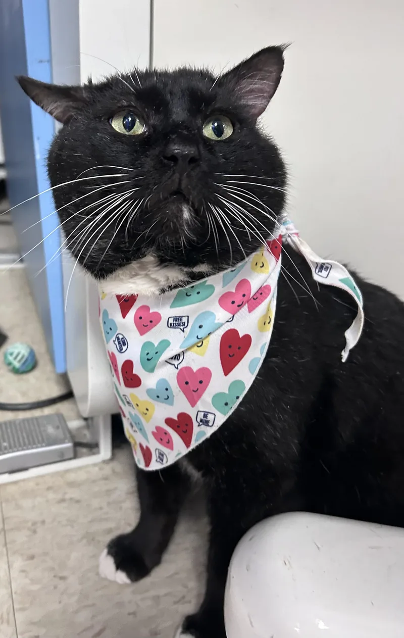 Porkchop thumbnail 2