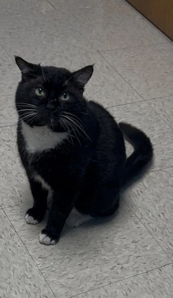 Porkchop thumbnail 3