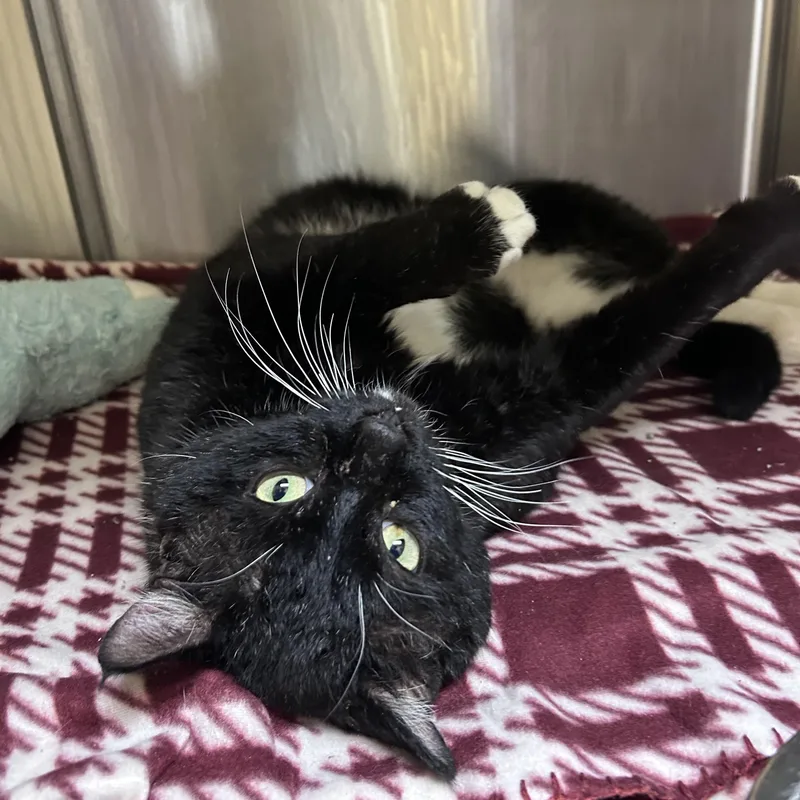 Porkchop thumbnail 4