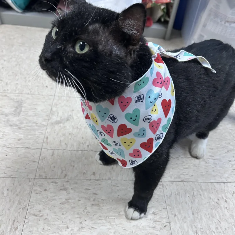 Porkchop thumbnail 5