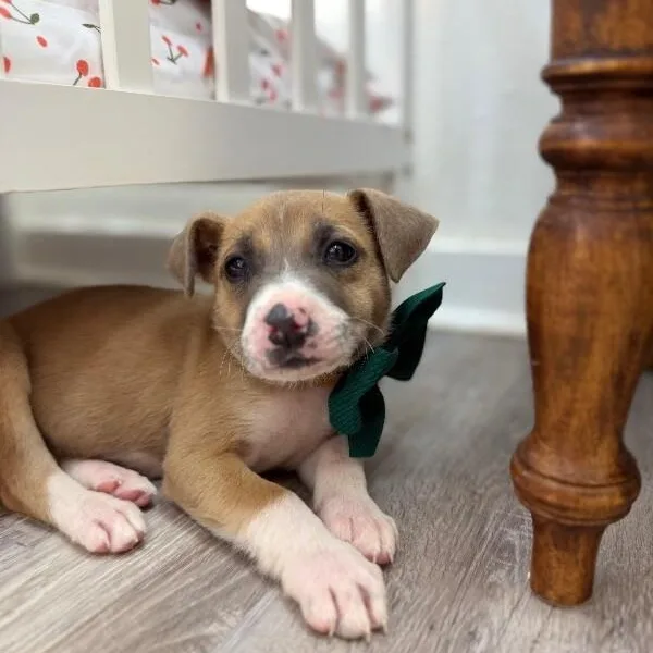 A baby medium-sized female Yellow / Tan / Blond / Fawn Pit Bull Terrier dog named Kathy Cutie Girl for adoption in Friendswood, TX