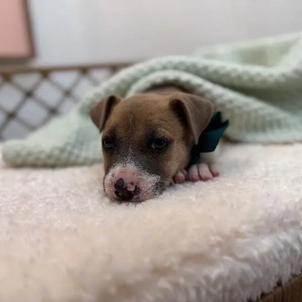 Kathy Cutie Girl thumbnail 2