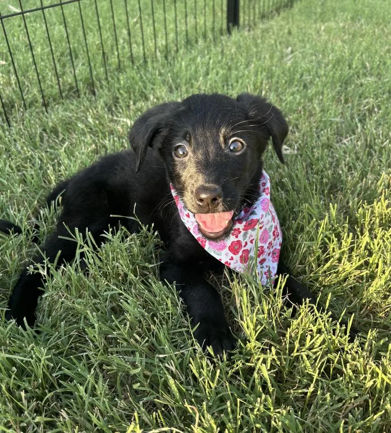 A baby medium-sized female Black Labradoodle dog named Mango for adoption in Shawnee, OK