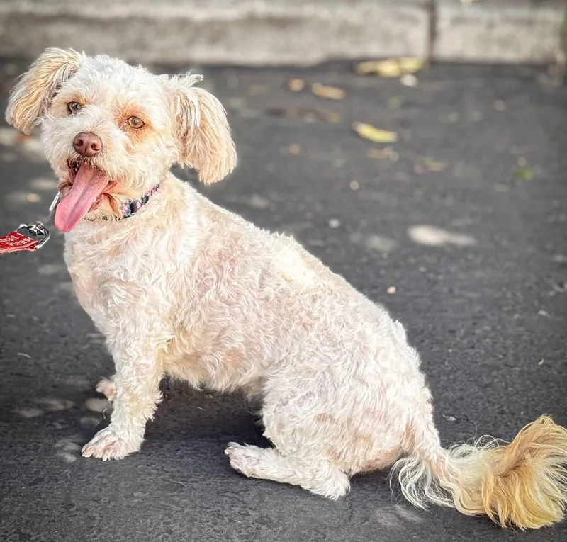 A young small-sized female Maltese dog named Monkey for adoption in Palo Alto, CA