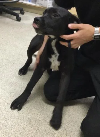 A young small-sized male Pit Bull Terrier dog named Chico for adoption in Riverside, CA