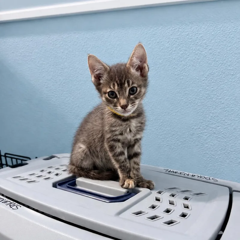 A baby small-sized female Gray / Blue / Silver Domestic Short Hair cat named Destiny for adoption in Spokane, WA