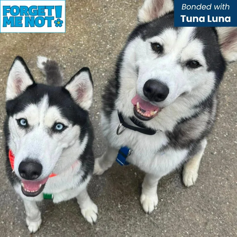An adult medium-sized male White / Cream Siberian Husky dog named Balto for adoption in Baltimore, MD