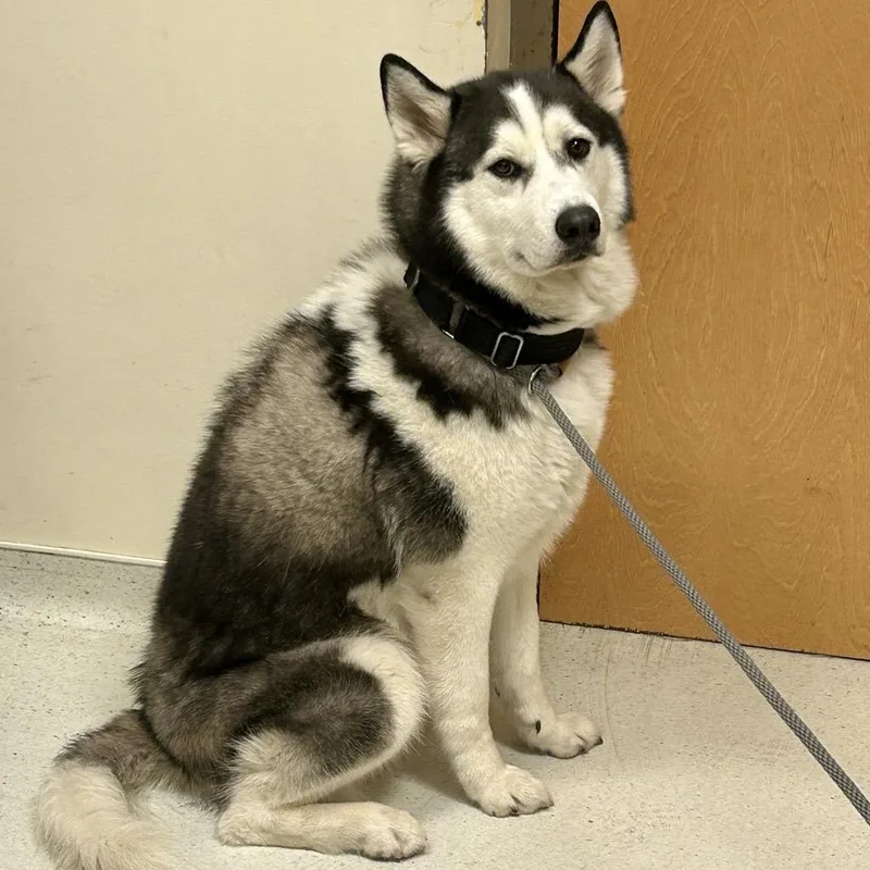 Balto thumbnail 4
