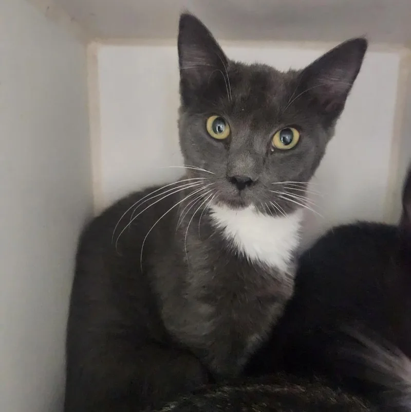 A baby small-sized female Domestic Short Hair cat named Sage for adoption in Walnutport, PA