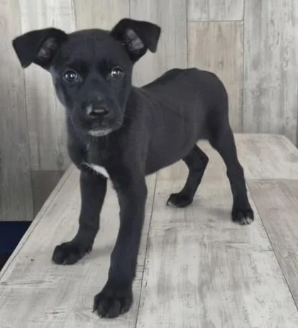 Sirius