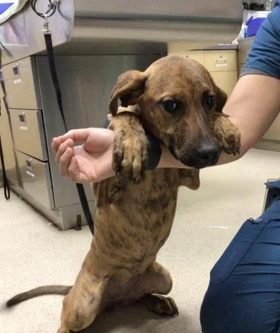 A baby small-sized female Catahoula Leopard Dog dog named Amelia for adoption in Riverside, CA