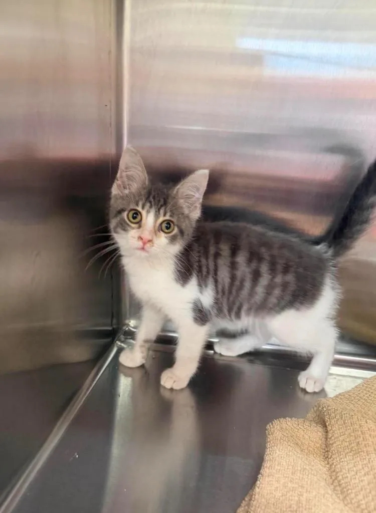 A baby small-sized male Domestic Short Hair cat named Goose for adoption in Lagrange, IN