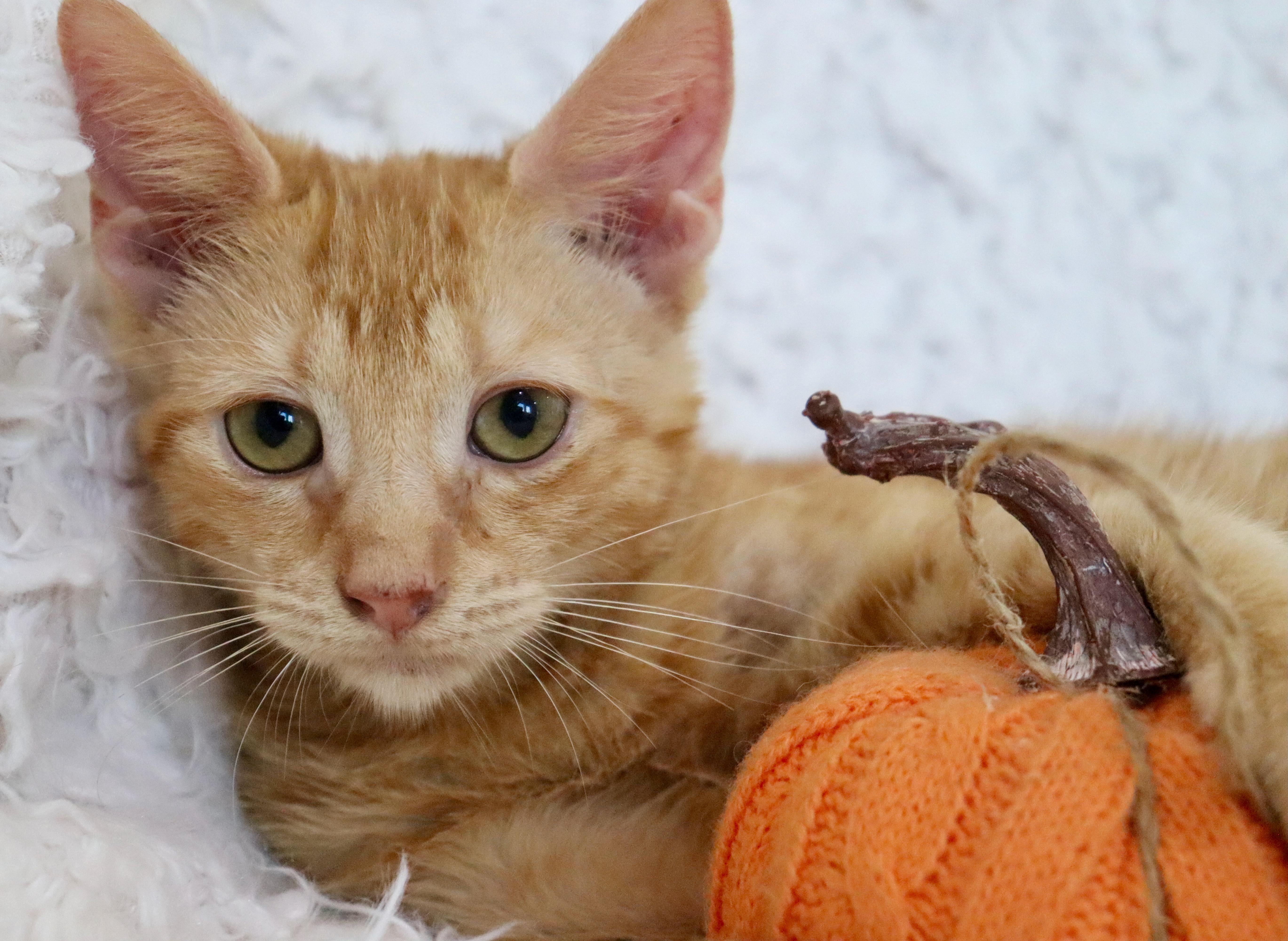 A baby large-sized male Tabby cat named Osteen for adoption in Saint Augustine, FL