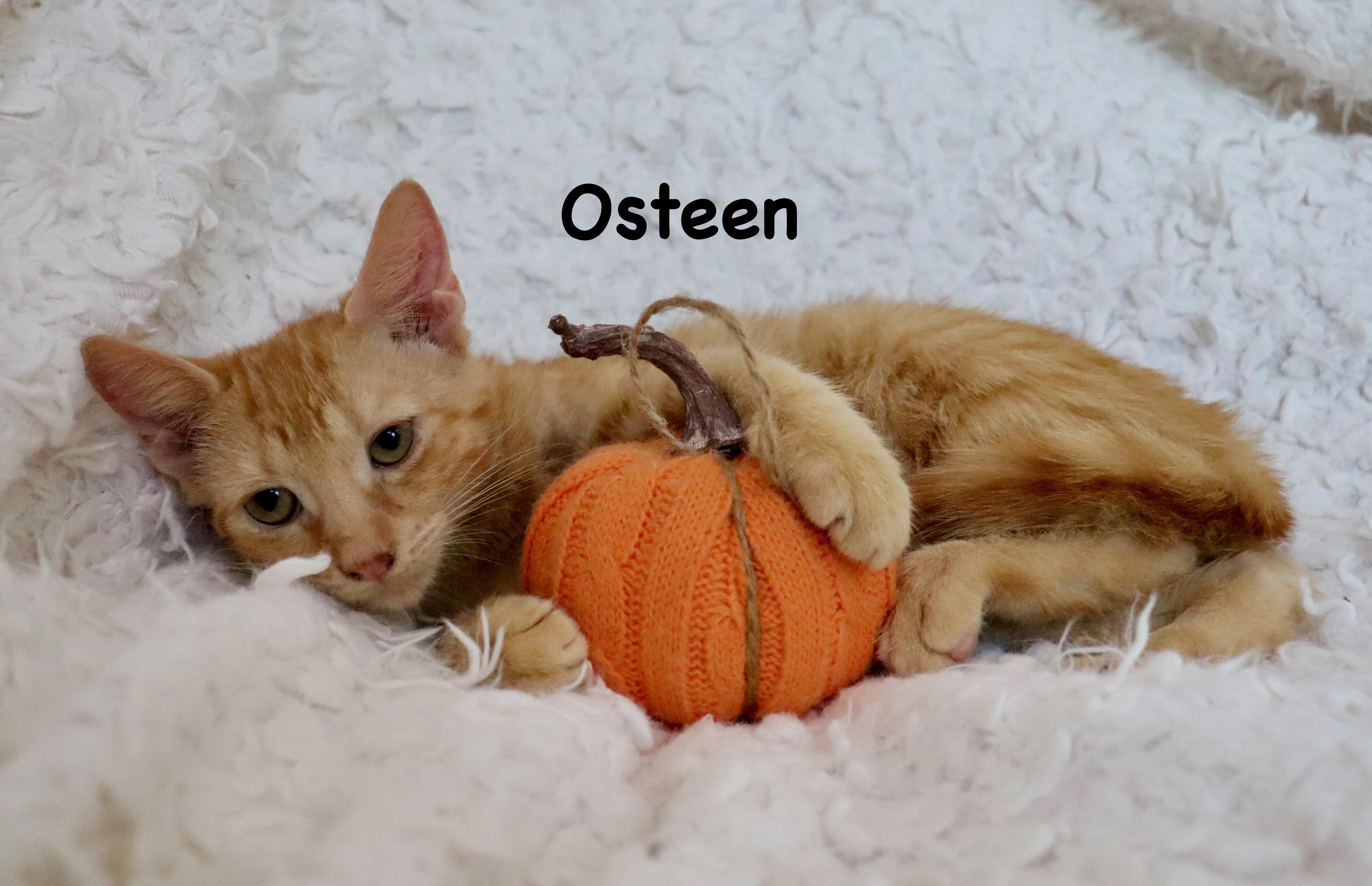 Osteen thumbnail 5