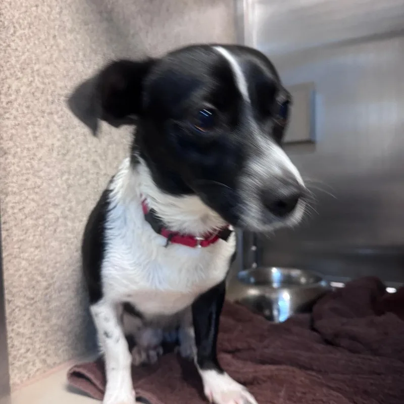 A young small-sized male Black Jack Russell Terrier dog named Jack for adoption in Palm Springs, CA
