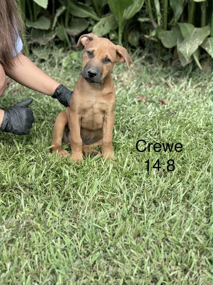 A young medium-sized male Brown / Chocolate Hound dog named Crewe for adoption in Norfolk, MA