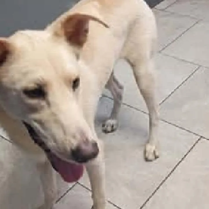 A young medium-sized female Labrador Retriever dog named Janie for adoption in Pasadena , MD