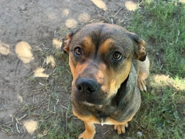 An adult medium-sized female German Shepherd Dog dog named Flor for adoption in Tulsa, OK